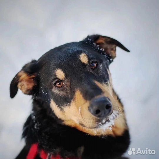 Собака ищет дом