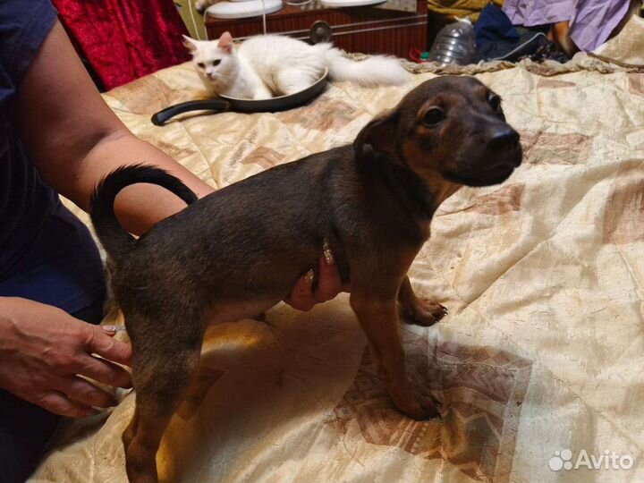 Щеночки 2-х месячные