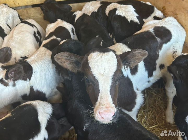 Бычки телочки