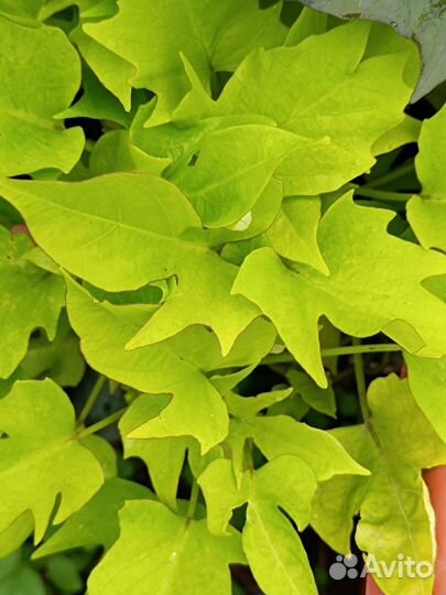 Ипомея батат