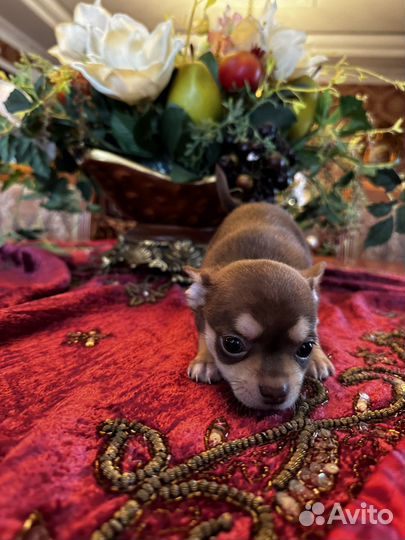 Щенки чихуахуа мини
