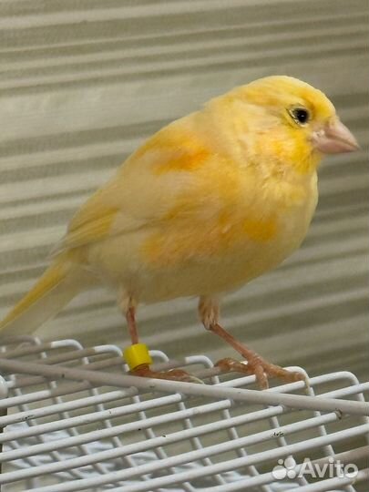 Птенцы канарейка и два кенара (распеваются)