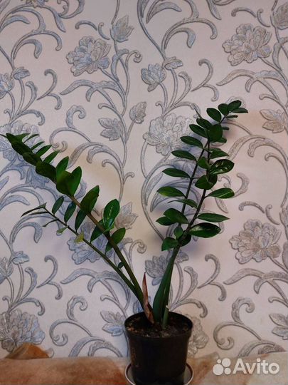 Продам Замиокулькас