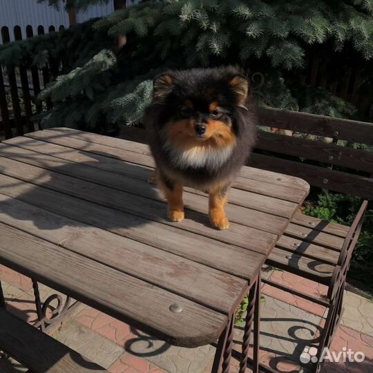 Померанский шпиц