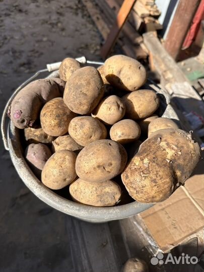 Свежий урожай картошка
