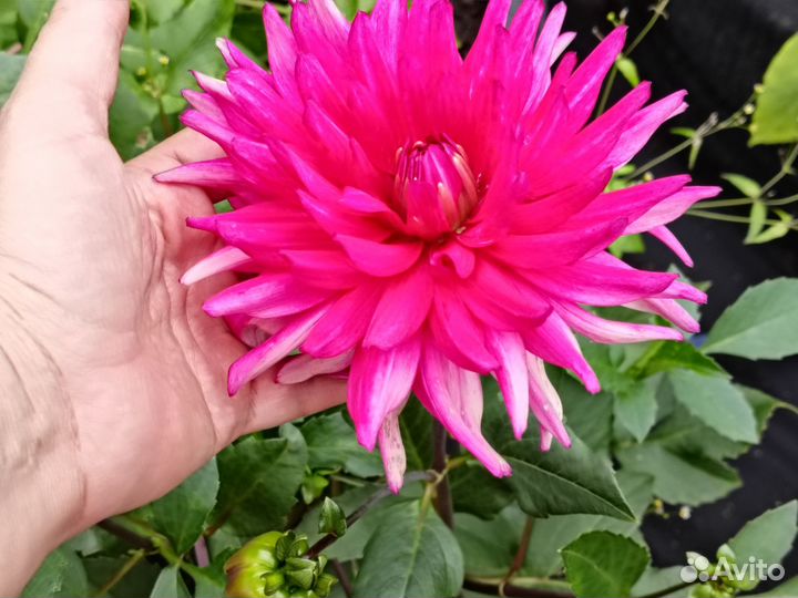 Георгины клубни