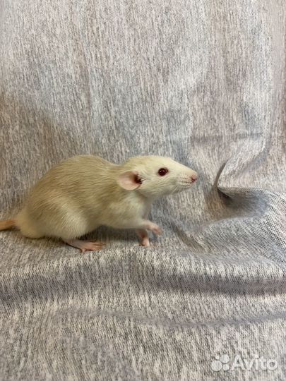 Крыса дамбо с клеткой