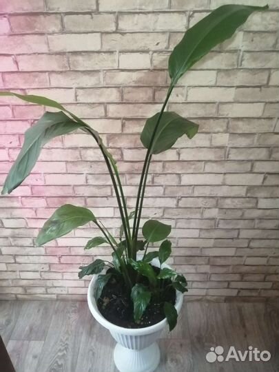 Стрелиция николая