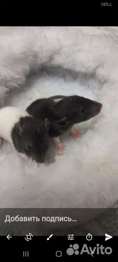 Крыса дамбо цена 250 ручные