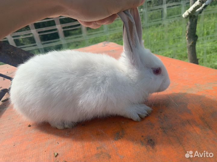 Калифорнийские кролики