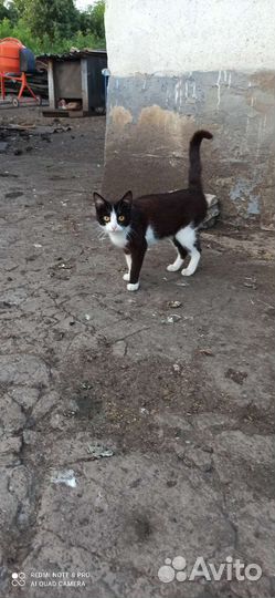 Взрослые кошки