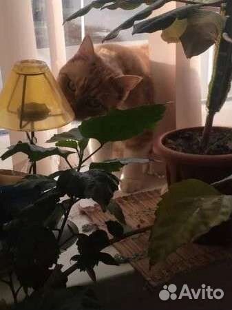 Передержка кошек и собак