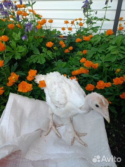 Индюшата хайбрид конвертер