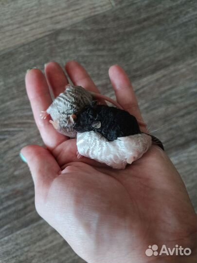 Сатиновые кудрявые мышки