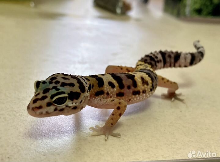 Геккон эублефар