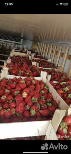 Клубника свежая