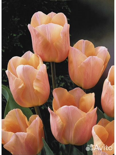 Тюльпан Априкот Бьюти Lefeber, 10 шт