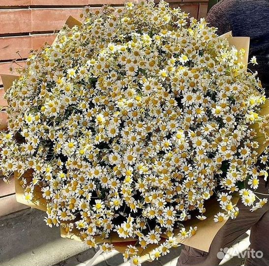 Цветы ромашки