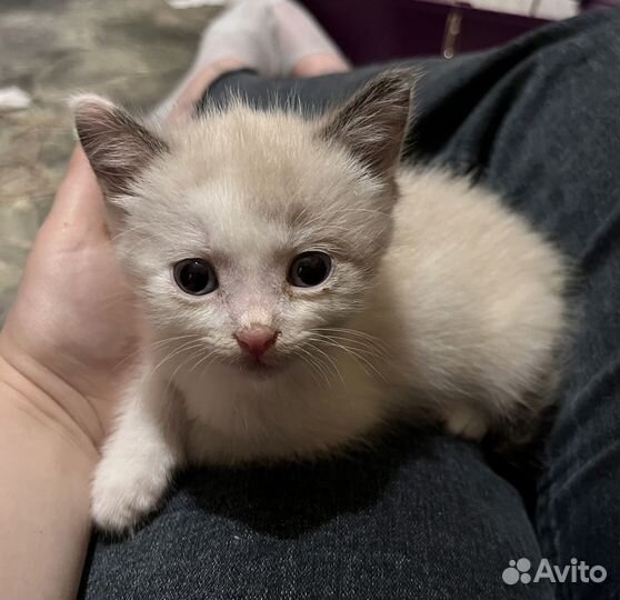 Котята в добрые руки бесплатно