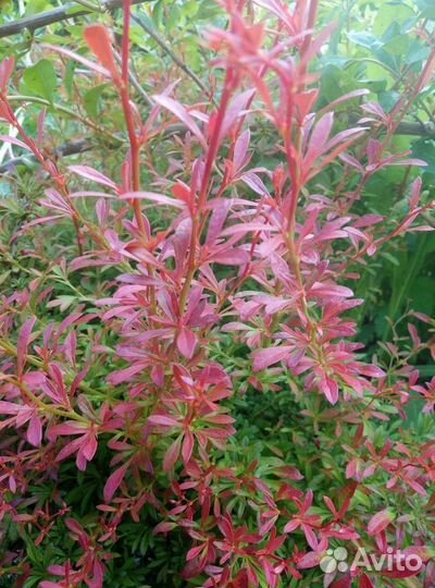 Барбарис тунберга