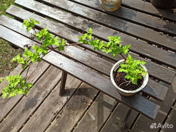 Стефанандра(саженцы с зкс)