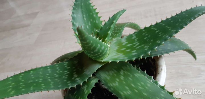 Алоэ Вера 1 год