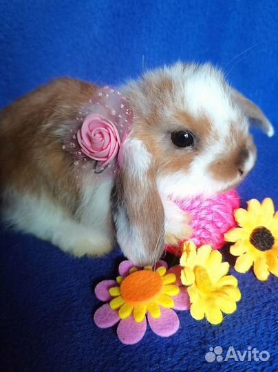 Карликовые Вислоухие кролики