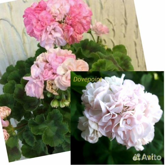 Пеларгония герань сортовая