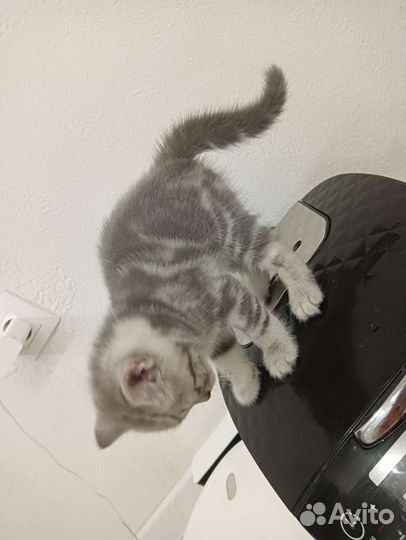 Британские котята