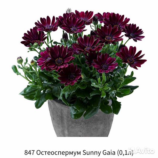 Остеоспермум вегетативный