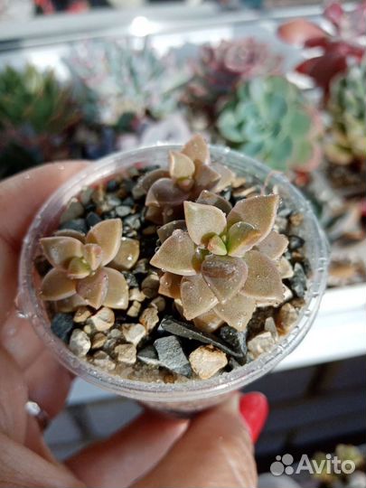 Суккуленты