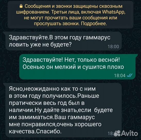 Гаммарус сухой лов май 2023