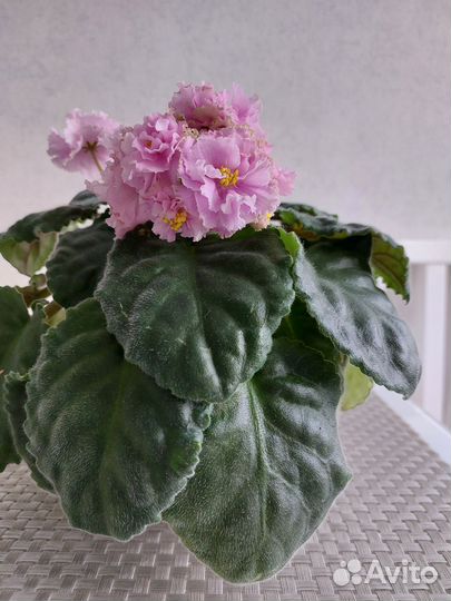 Фиала цветущая в горшке