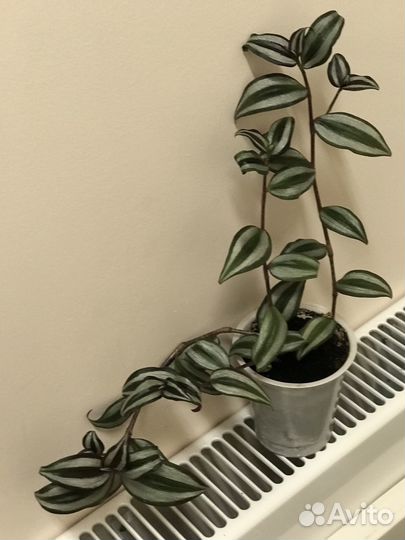 Традесканция зебрина