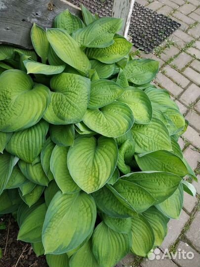 Хоста, ирисы, дельфиниум,купальница