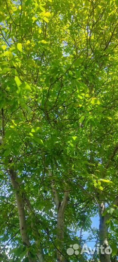 Саженцы грецкого ореха идеал