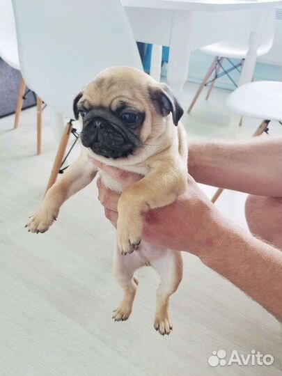 Щенок мопса