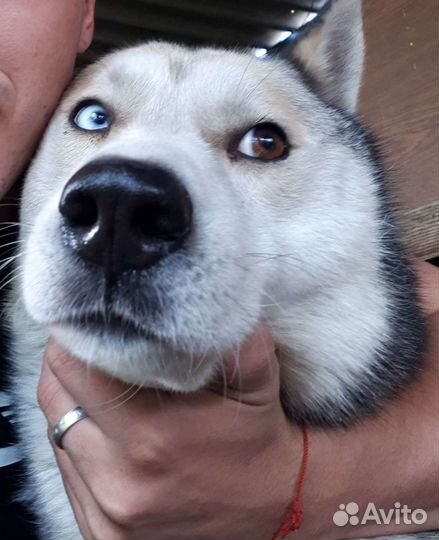 Случка Хаска