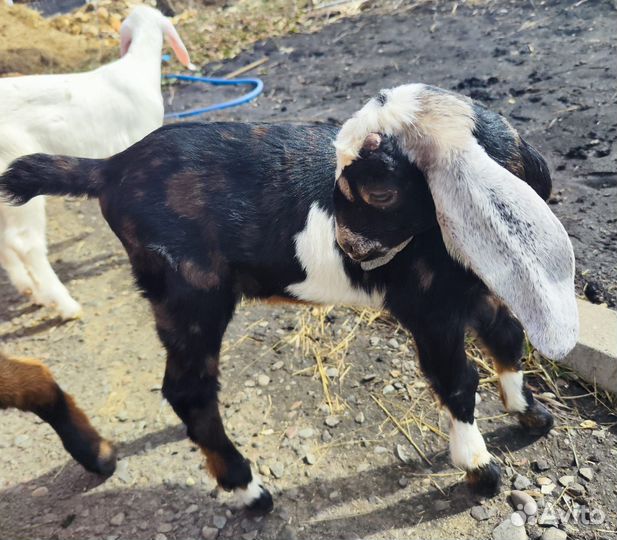 Англо нубийские козы