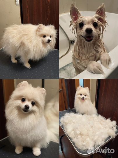 Груминг. Стрижка собак, экспресс-линька, тримминг