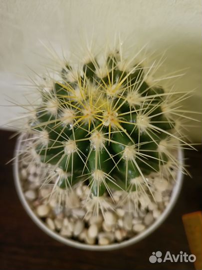 Кактус в горшочке