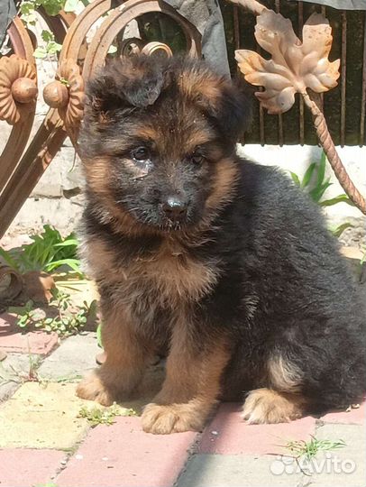 Немецкая овчарка