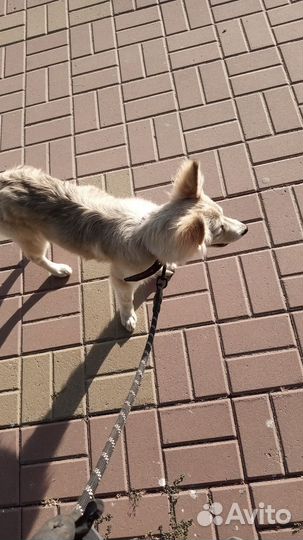 Собака в добрые руки щенок