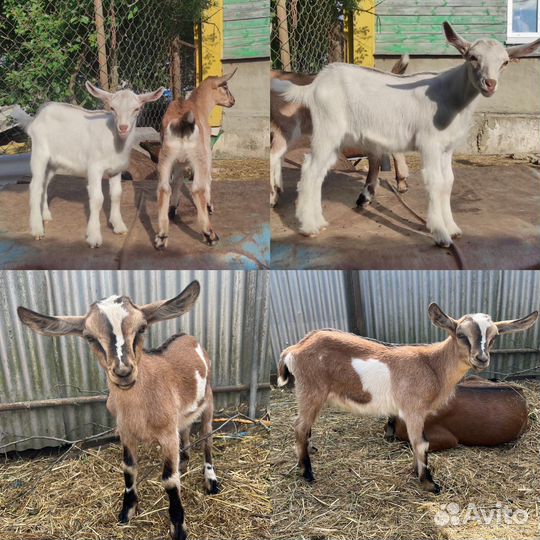 Козлята