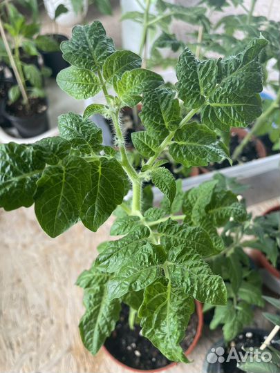 Рассада помидор