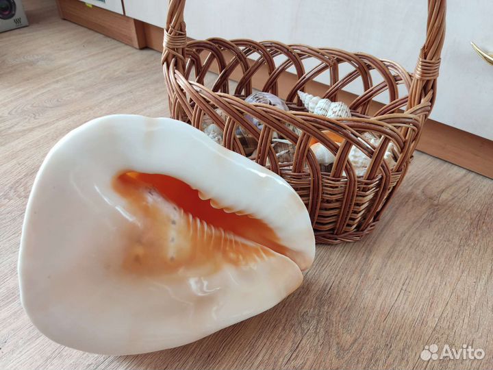 Морские ракушки раковины в корзине