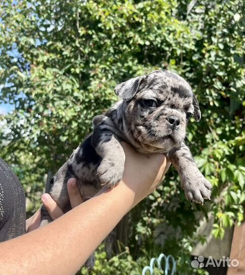 Нарядные щенки французского бульдога