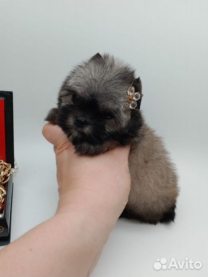 Йорк мини девочка