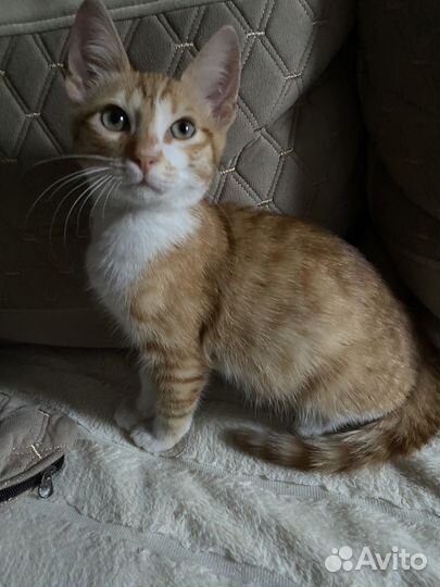 Котята манчкин