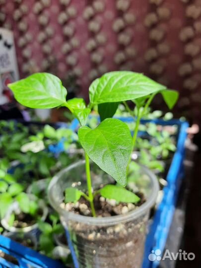 Рассада сладкого перца